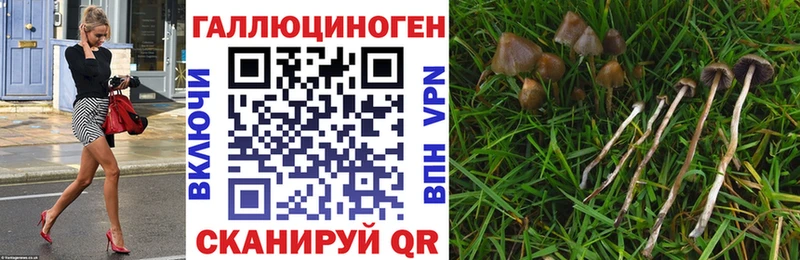 закладка  Шилка  Псилоцибиновые грибы MAGIC MUSHROOMS 